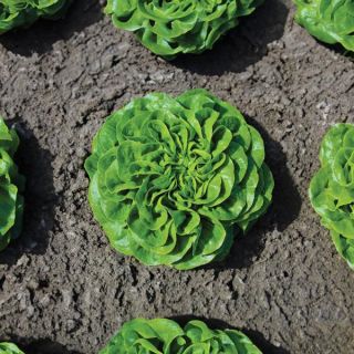 Canagio Leaf Lettuce Thumbnail